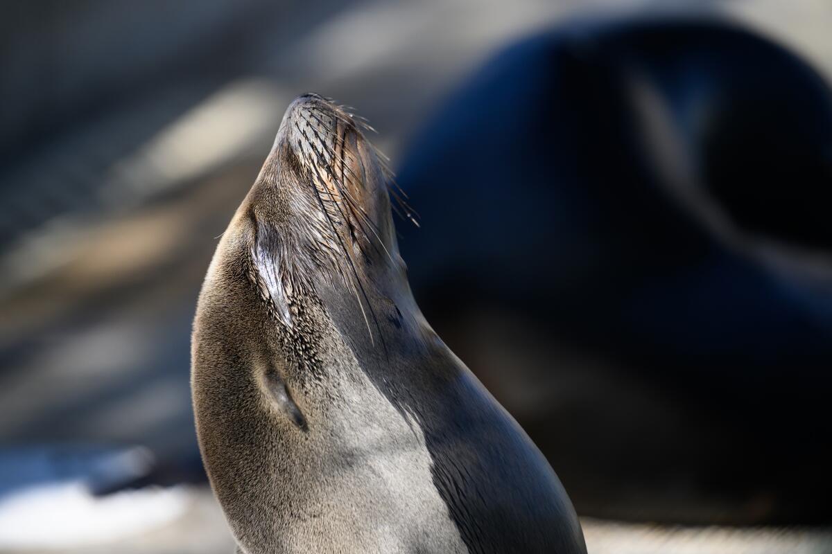 Un lion de mer retient sa tête en arrière.
