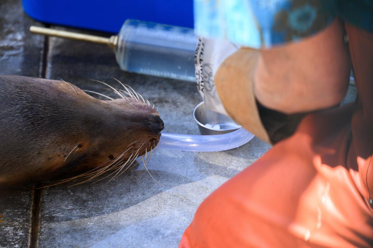 Gros plan d'une seringue et d'un museau de lion de mer.
