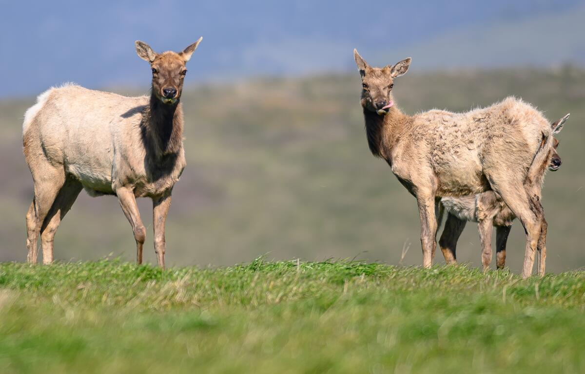 Tule Elk parcourt un pâturage à Point Reyes National Seashore.