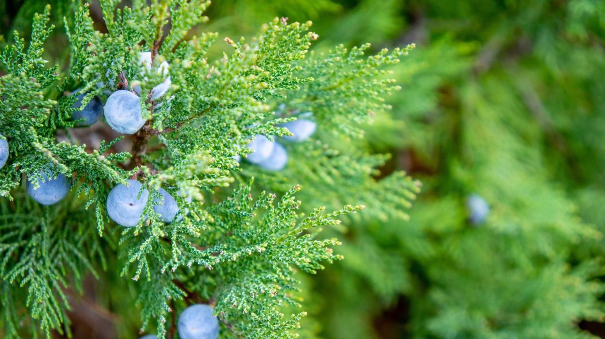 El ciprés, otro vegetal causante de alergias por su polen