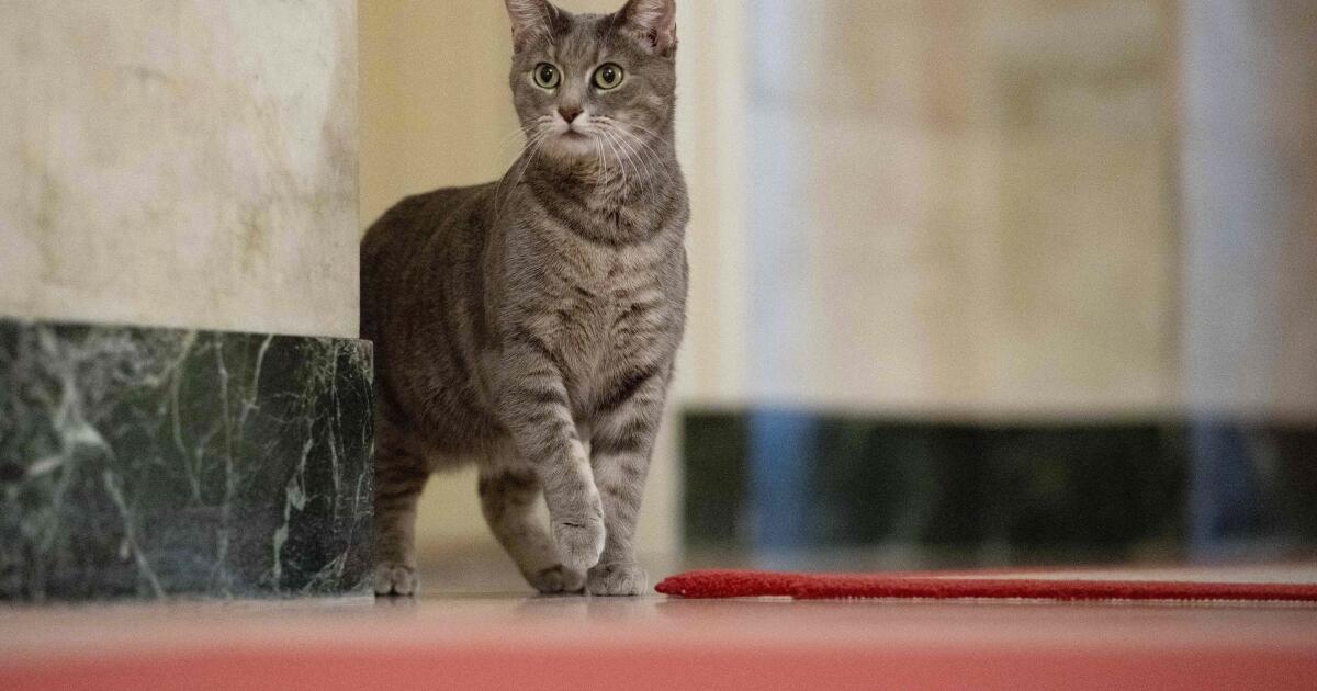 Concernant la mutation de la grippe oiseau H5N1 trouvée dans le groupe de chats du New Jersey