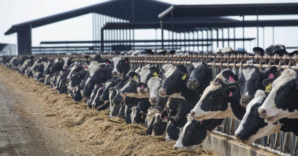 En ce qui concerne la mutation de la grippe oiseau H5N1 apparaît dans les vaches laitières