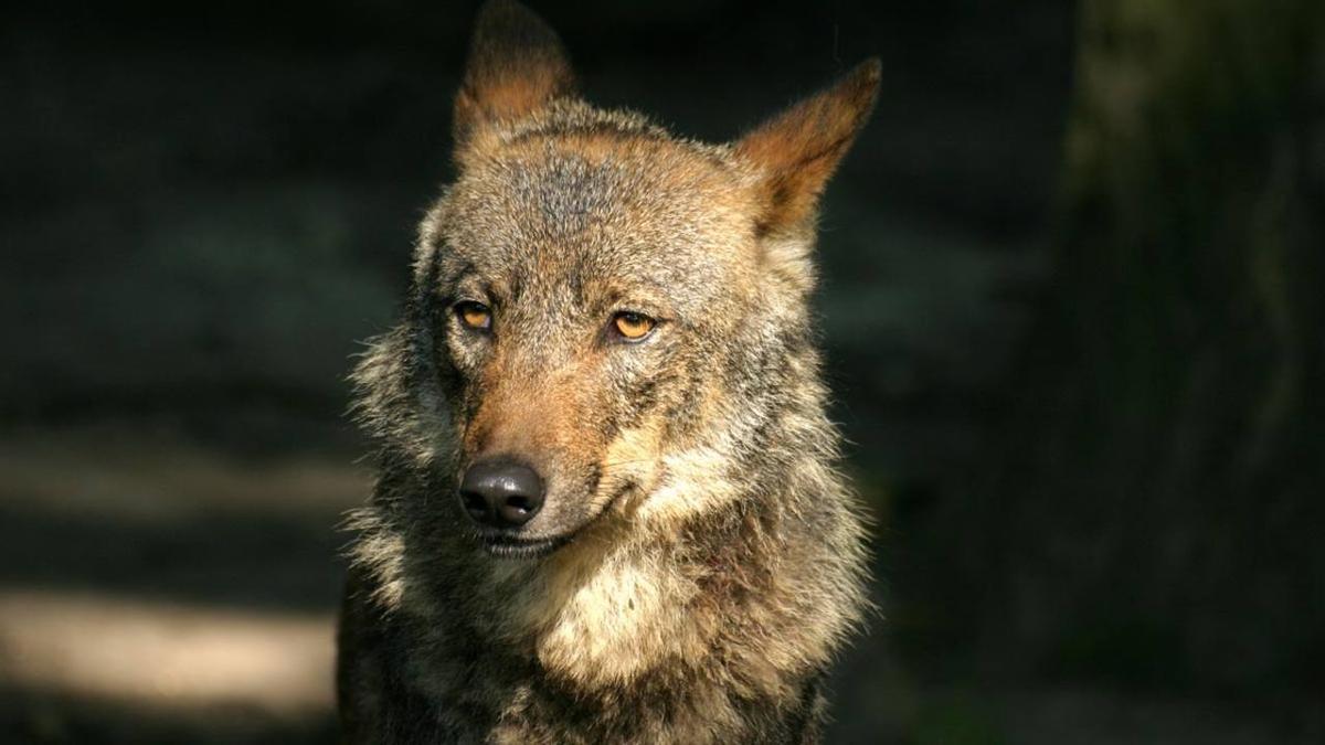 Asturias prevé mantener la protección actual del lobo