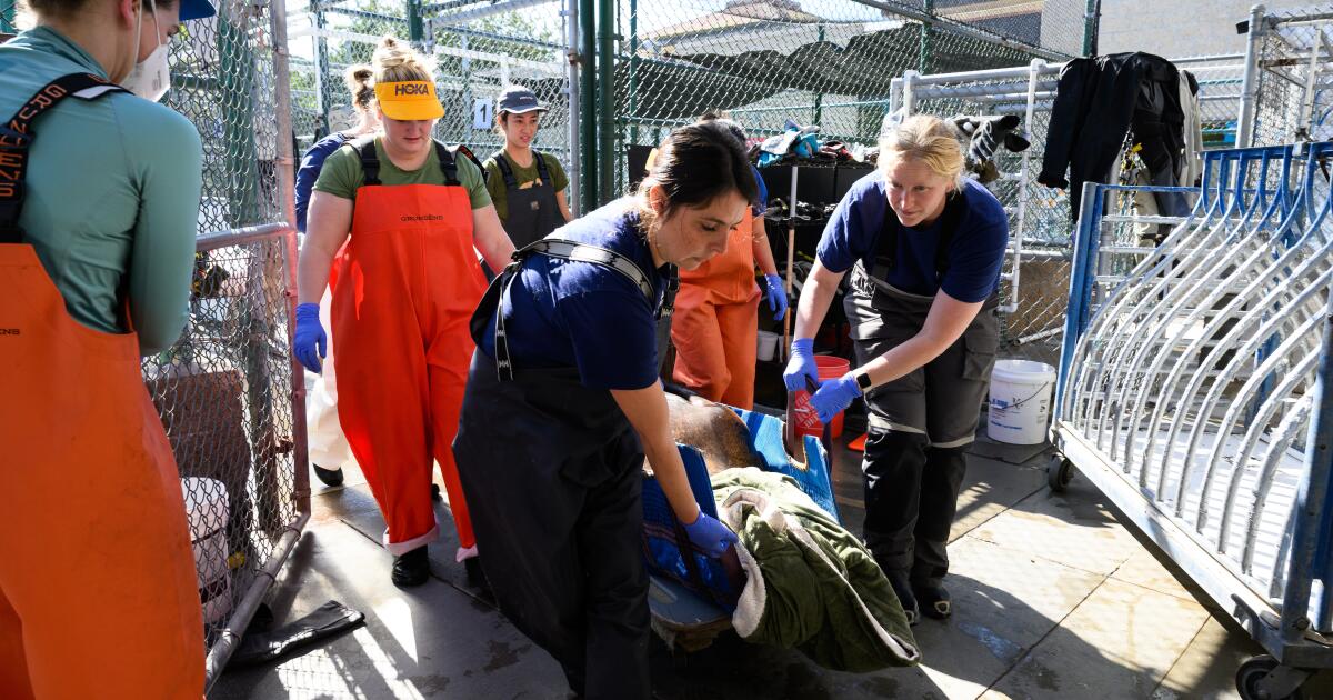 La montée des otaries empoisonnées menace les amateurs de plages, les sauveteurs des charges