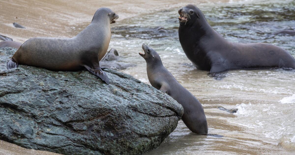 Le mystère entoure la décapitation du lion de mer dans le nord de la Californie