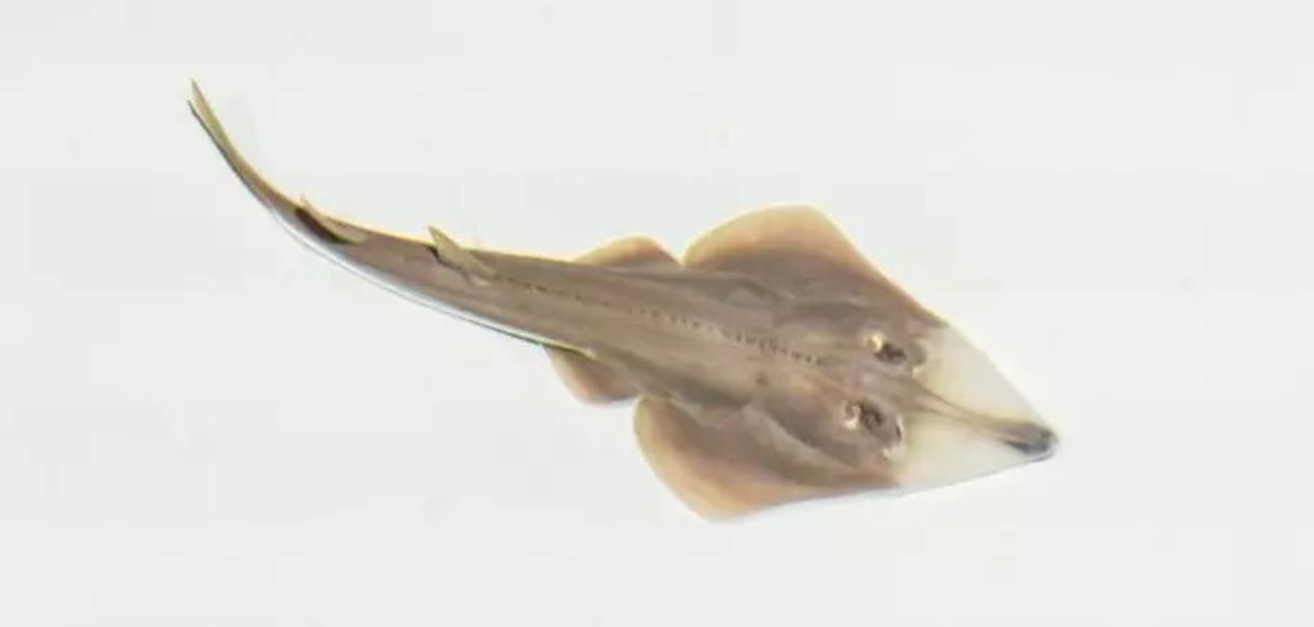 Es una especie en peligro crítico de extinción