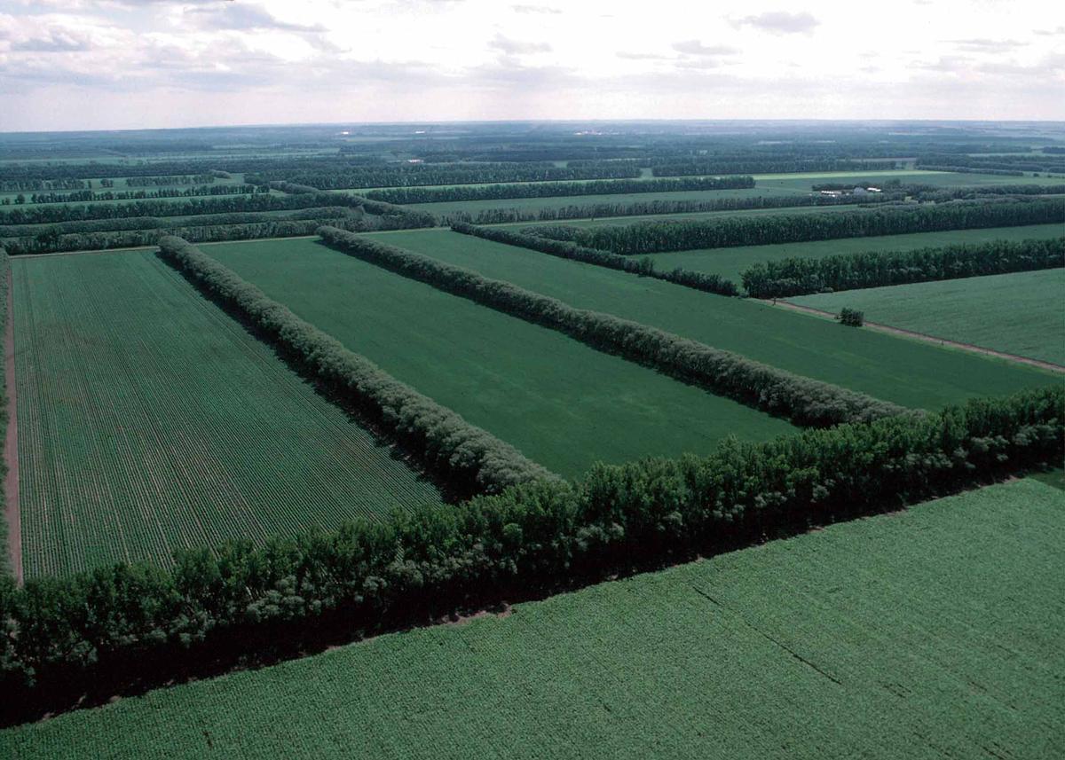Campos de labor separados por setos.