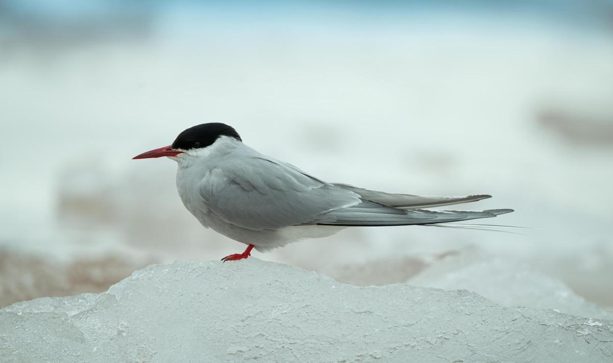 Un charrán artico posabo sur un bloc de glace.