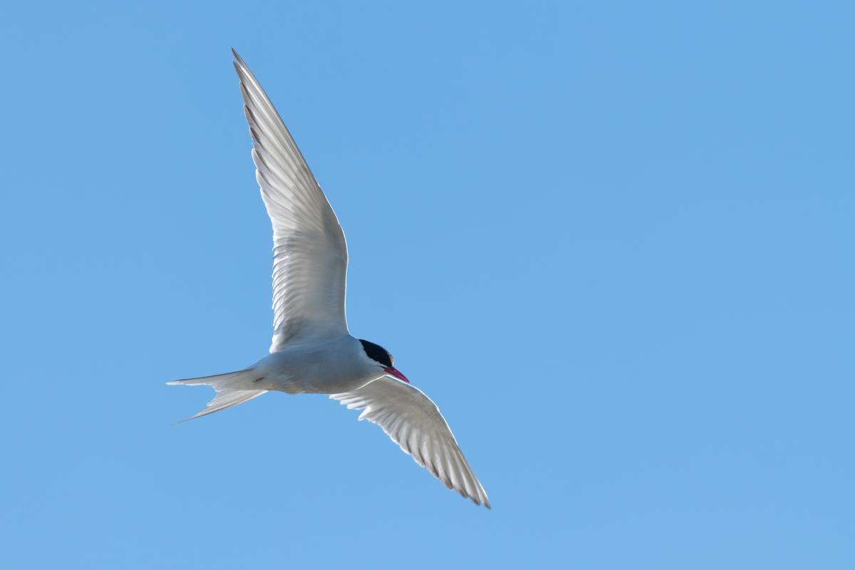Exemple de charran arctique.