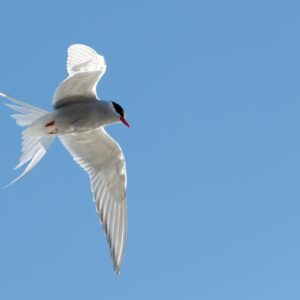 FAUNE SORPRENDANTE | L'incroyable moyen de retrouver l'équivalent de trois voyages à la Luna