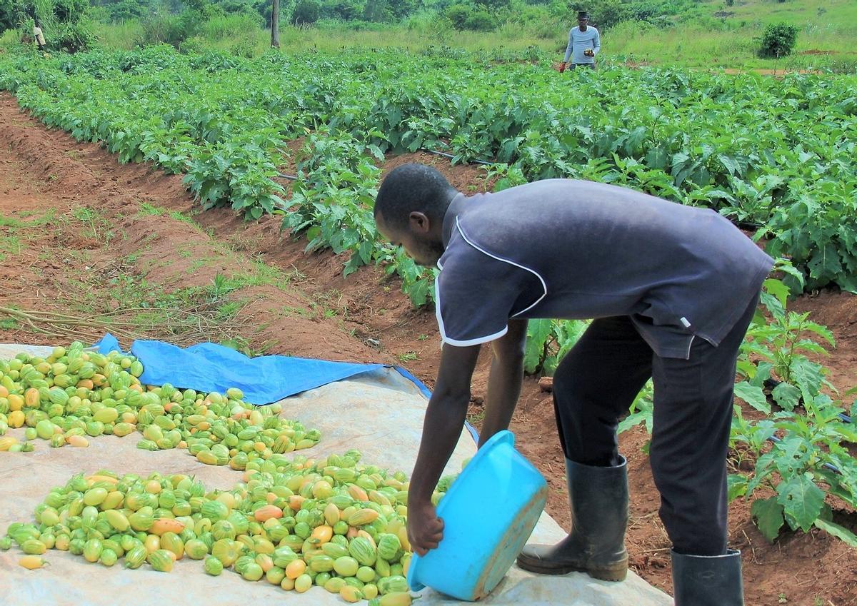 Un agriculteur de l'ONU en un cultivo de l'Ouganda