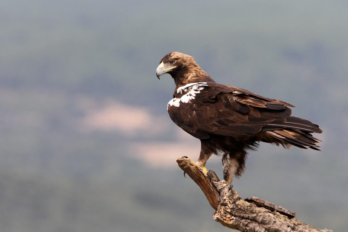 Águila Imperial, en particulier en peligro