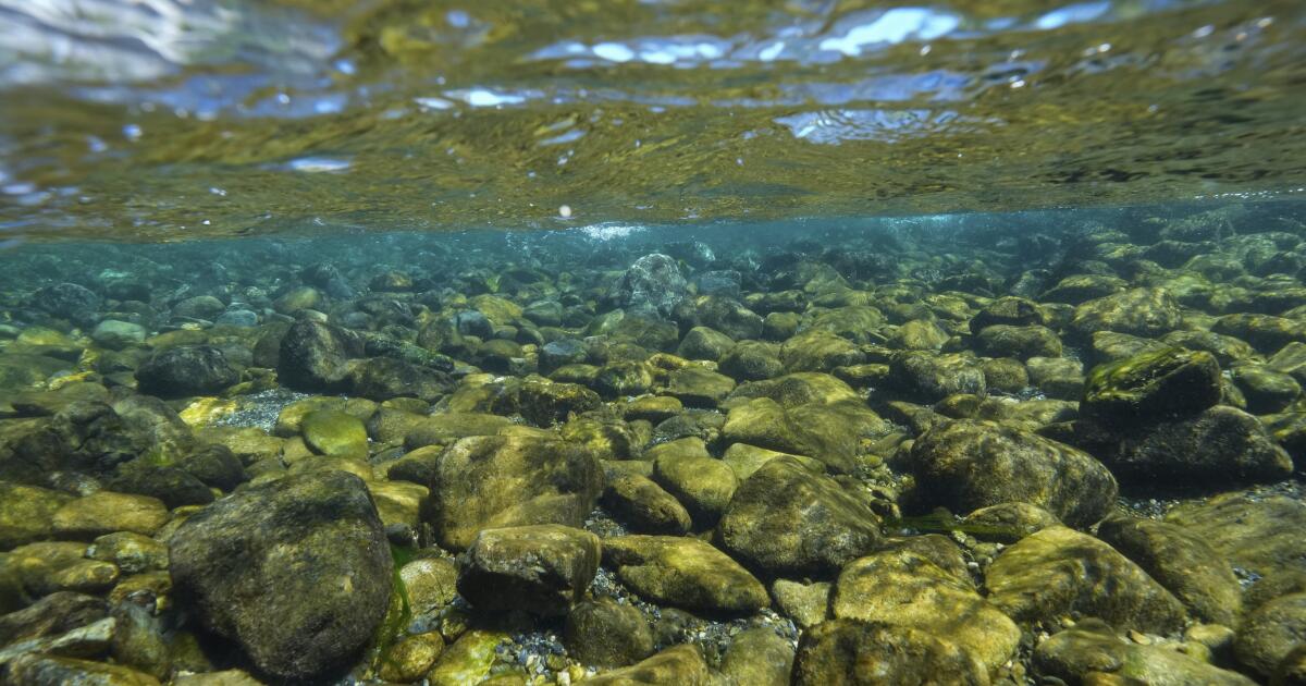 Les terres forestières le long de Klamath River sont retournées à la tribu Yurok en Californie
