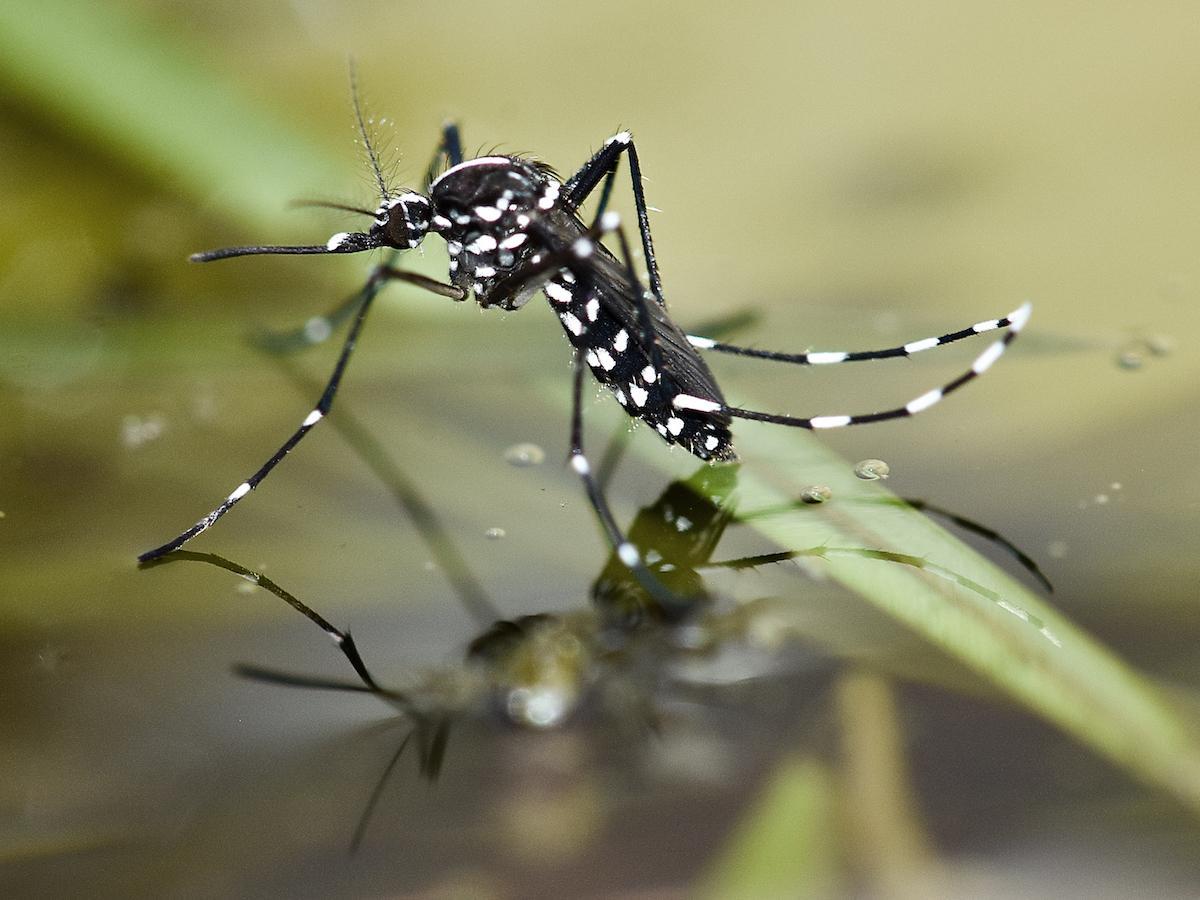 Mosquito Tigre, que Aprovecha El Agua de los Récipiendaires DOMÉSTICOS