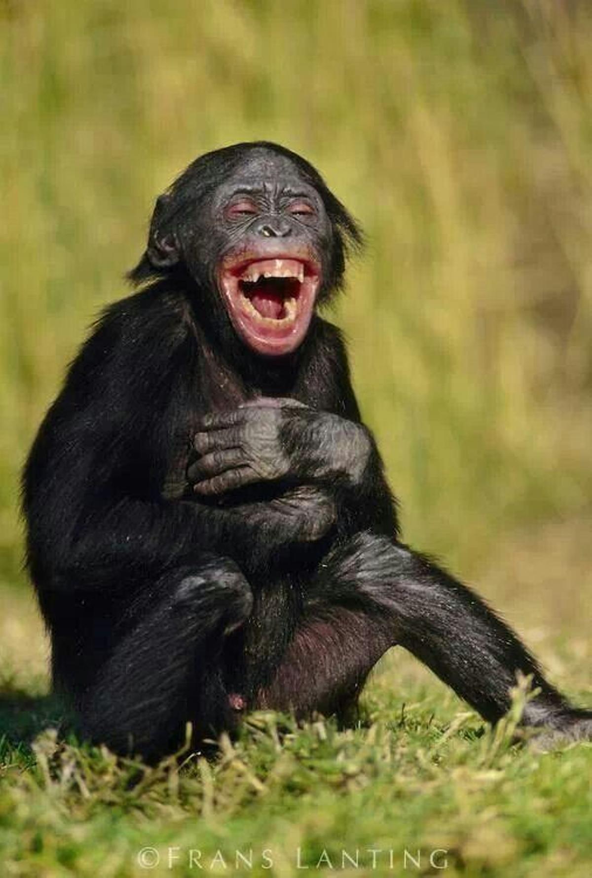 Bonobo Riendo.