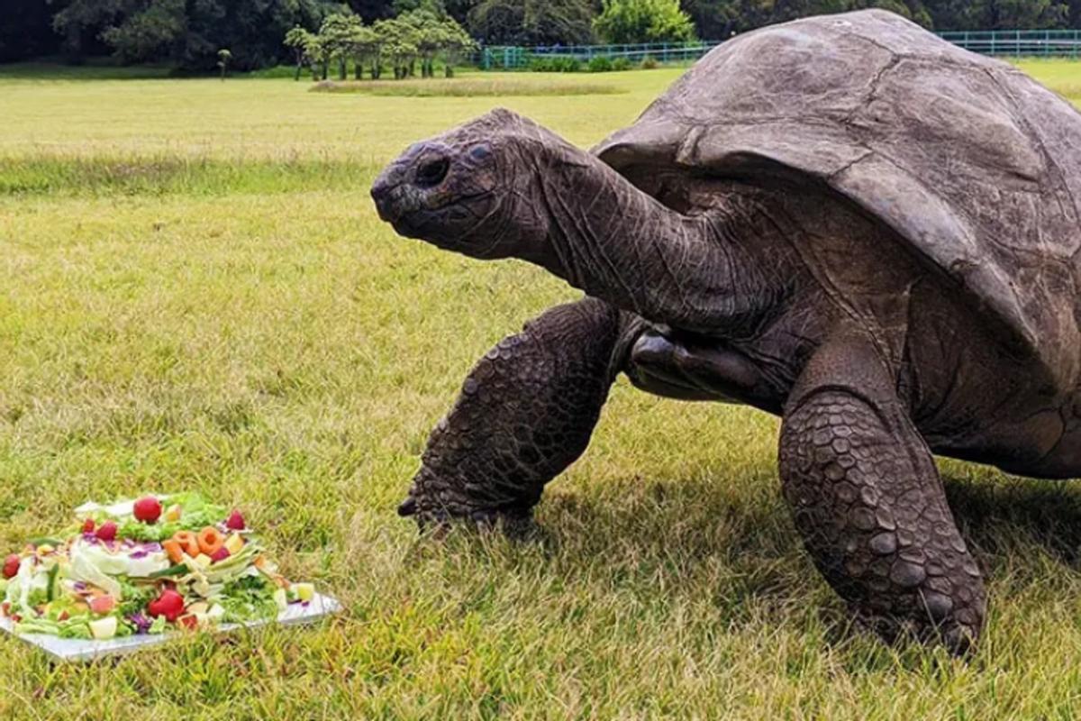 La Tortuga SE Dispone a Comer UN PASTEL PREPREADO PARA ELLA