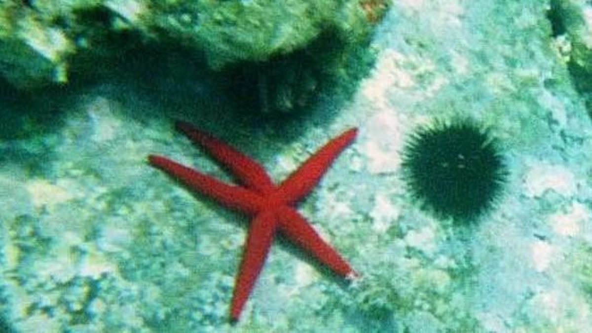 Una Estrella y un erizo de mar en port de la selva.