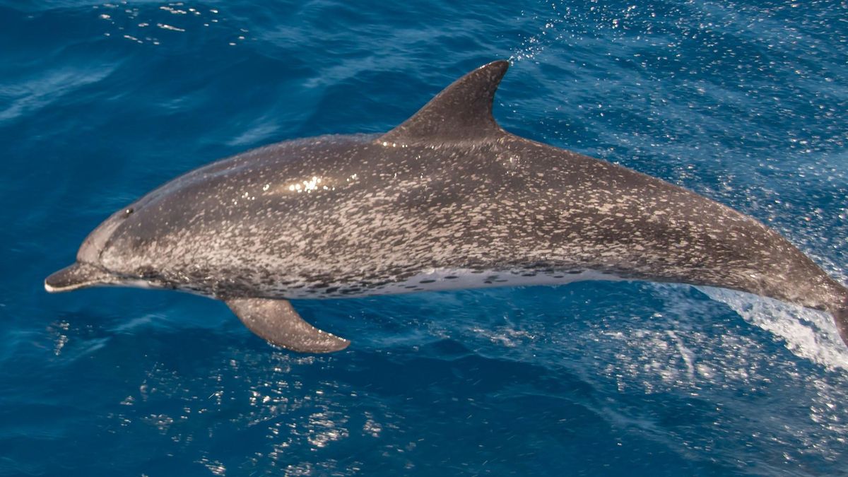 Un delfín nadando en el mar mediteráneo