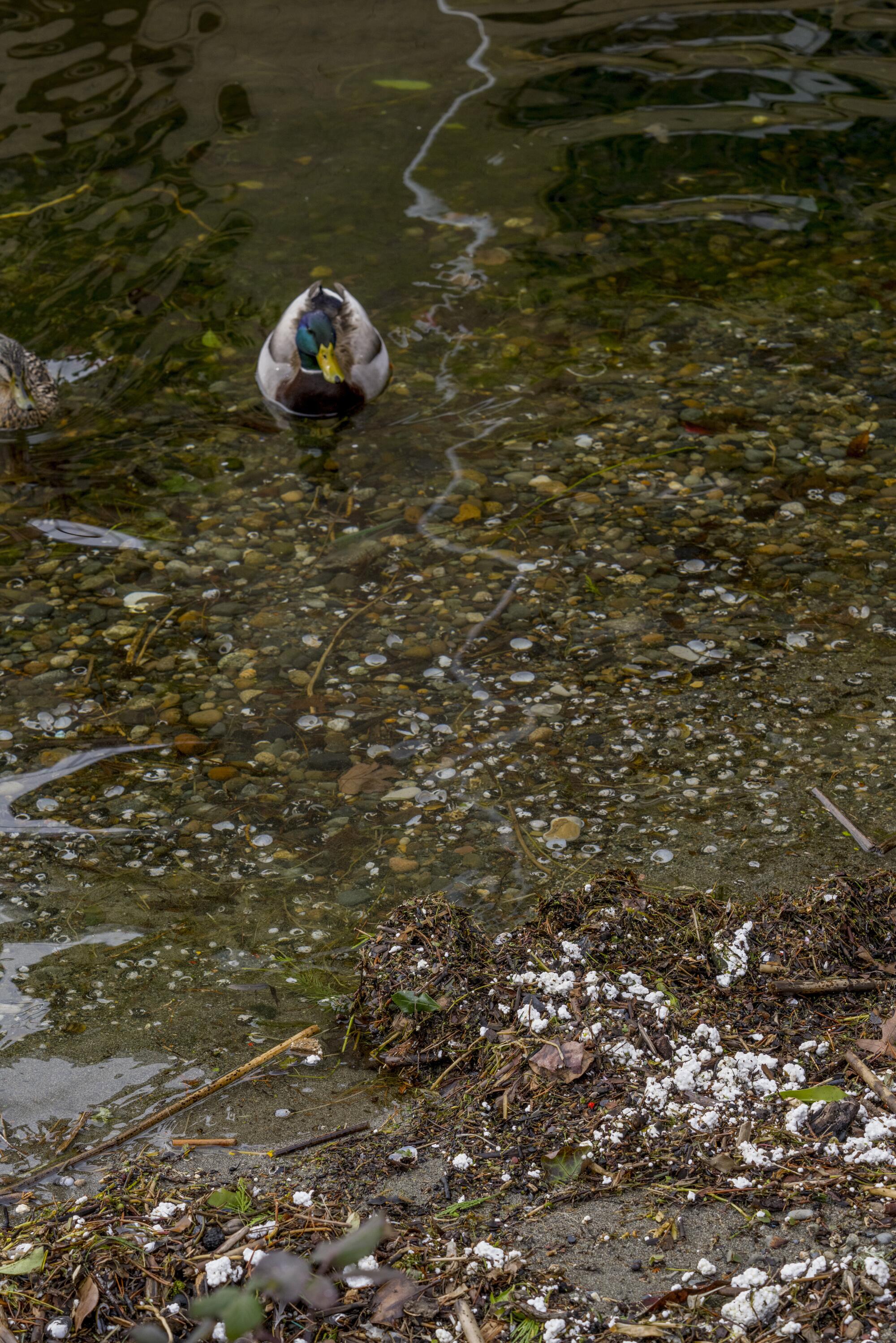 Une nage de canard colvert dans une plage polluée en polystyrène