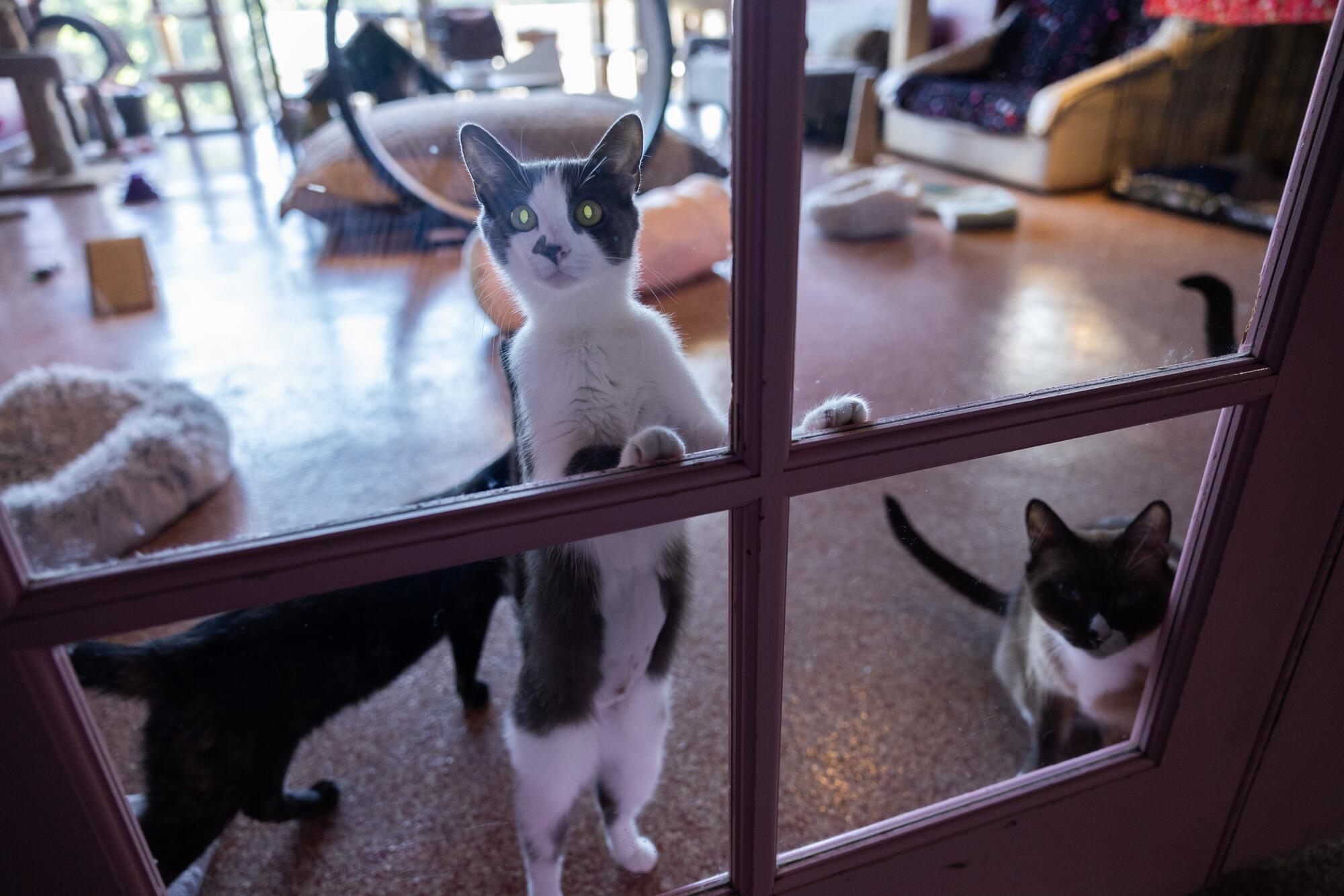 Les chats regardent une fenêtre.