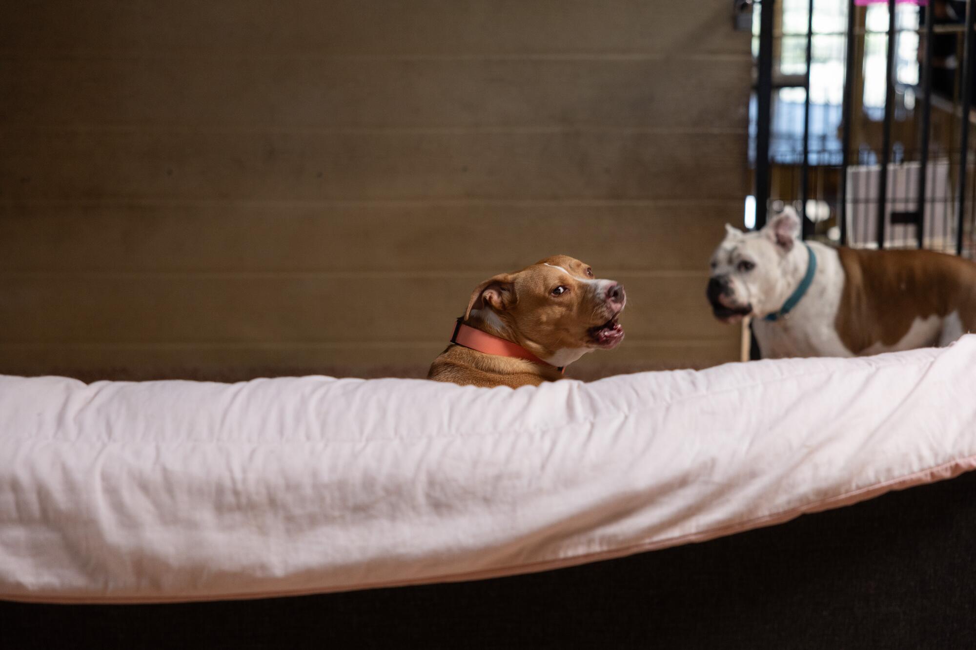 Deux chiens se détendent dans leur espace.