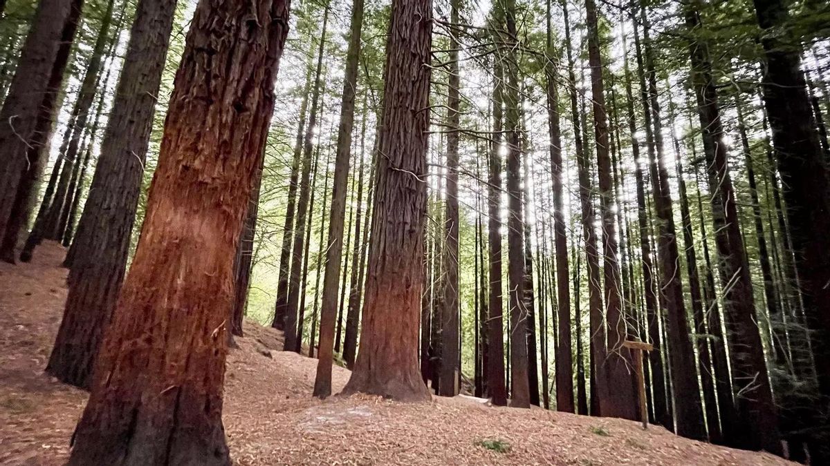 Varios Árboles del Bosque de Secuoyas de Cabezón de la Sal (Cantabrie).