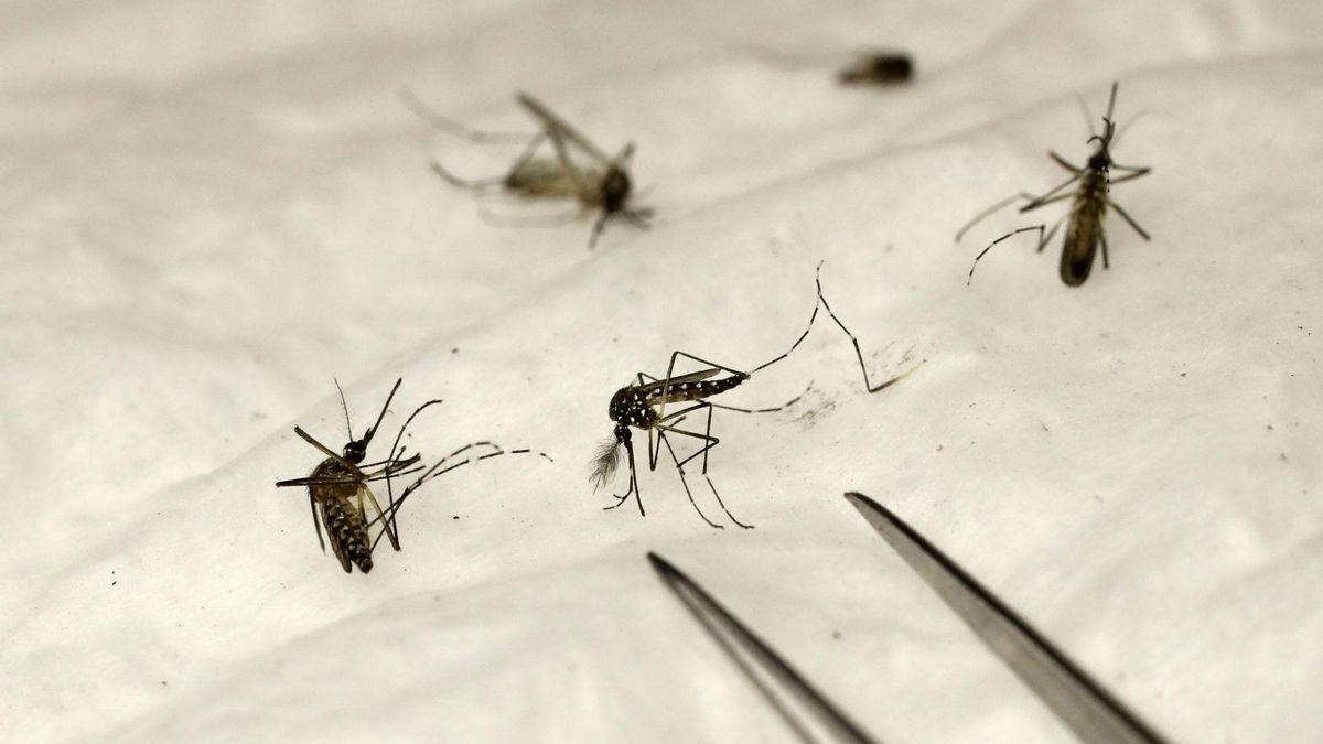 Mosquitos Transmisores Del Virus del Nilo