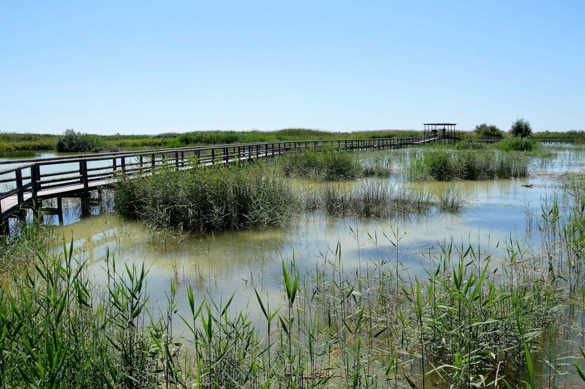 Humedal del Parque Natural de El Hondo (Alicante), includo en la 'Lista Ramsar'.