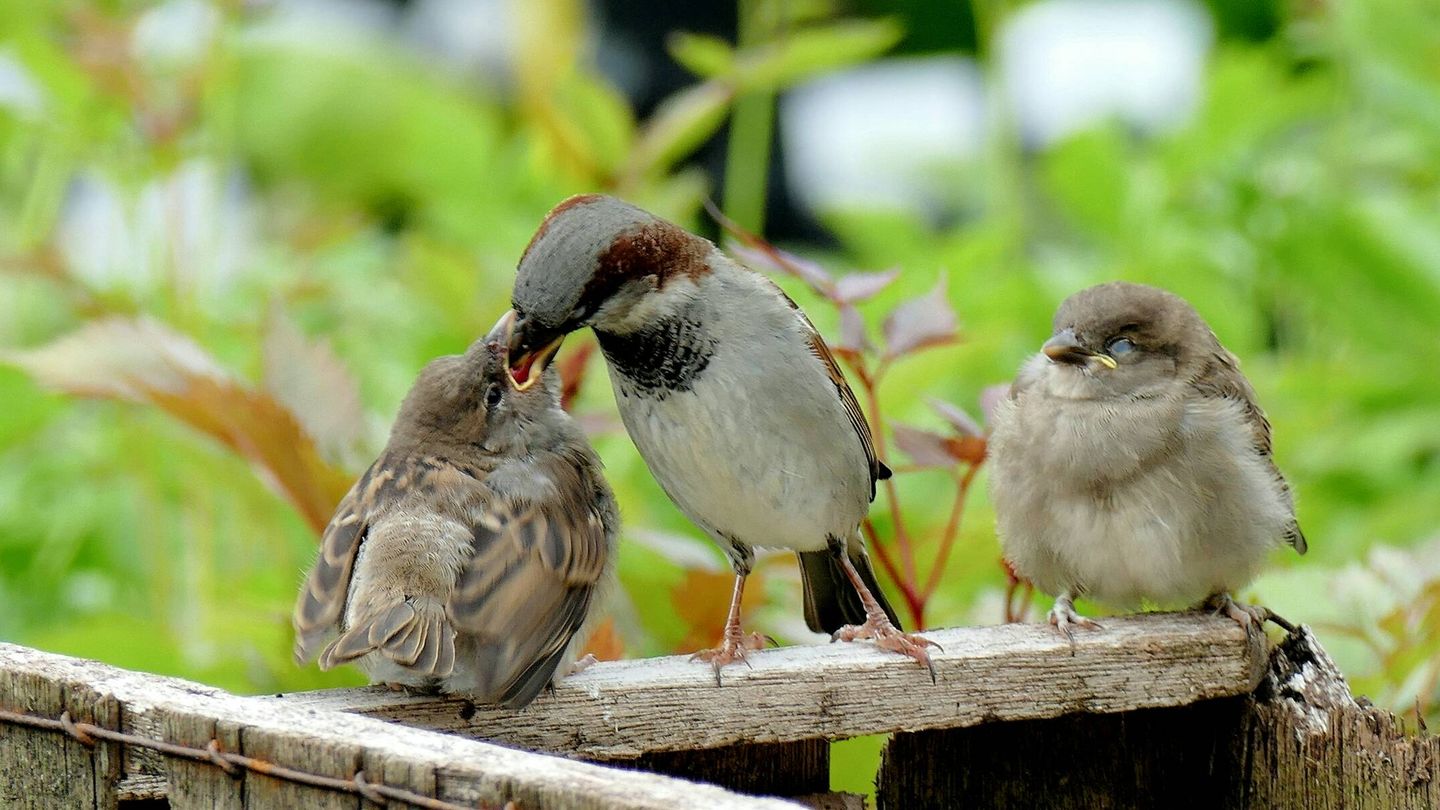 Un moineau alimentant ses poulets (Andrea Light / Unspash)
