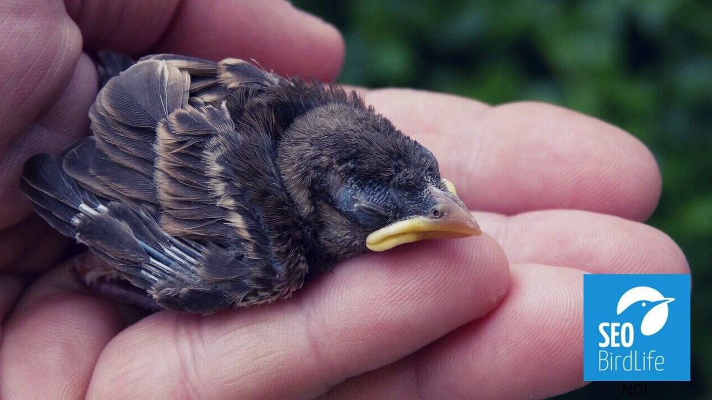 Image de la campagne «Ne le prenez pas» (SEO / BirdLife)