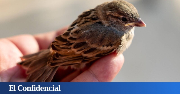 Non, ce petit oiseau n'est pas seul et abandonné: ne le prenez pas (encore moins atiborres un pain)