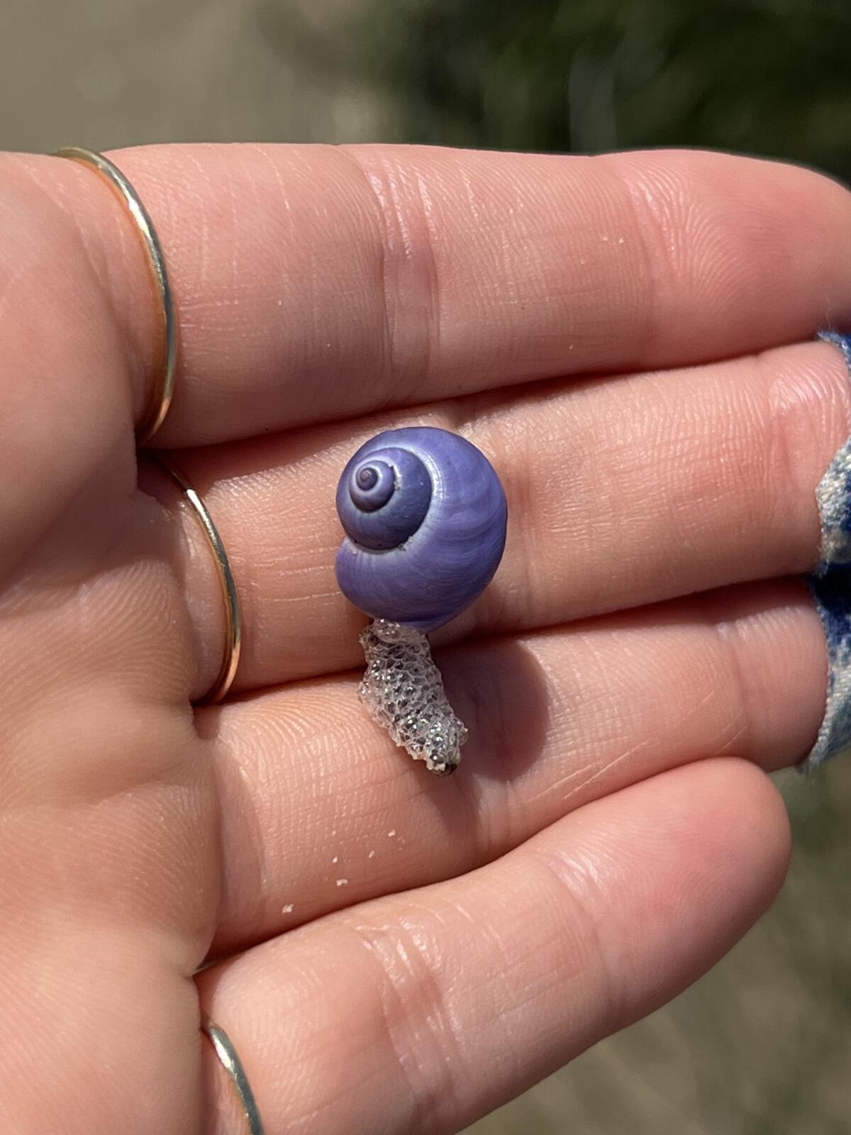 Une espèce rare d'escargot de mer pélagique connu sous le nom de Janthina Janthina est d'une main.