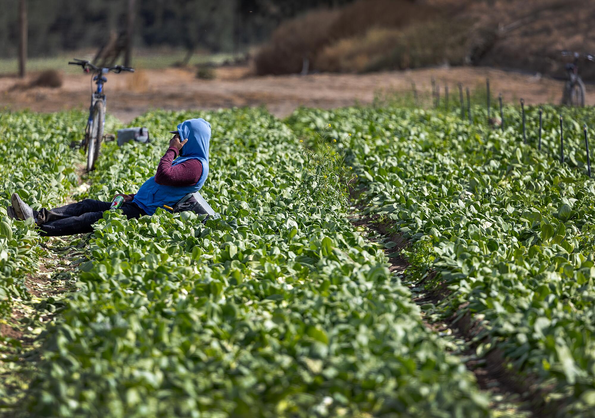 Un travailleur agricole reposant dans un champ à San Jacinto