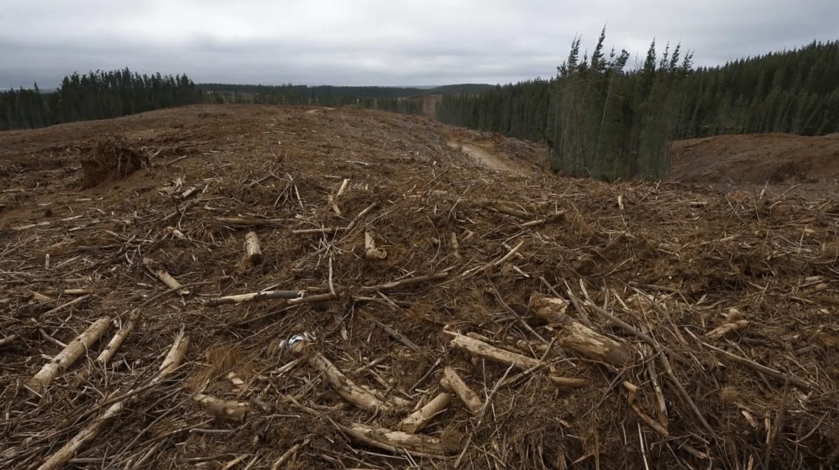 Bosque parfois un tala rasa.