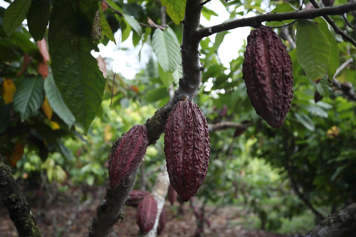 Frutos de Cacao que Produce La Asociación Chocowarmis en la Comunidad Indígena Copal Sacha, en la Amazonía (Perú).