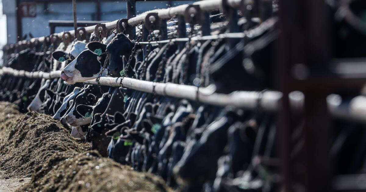 Les producteurs laitiers de Californie obtiennent 230 millions de dollars pour aider à couvrir les coûts des pertes de grippe oiseaux