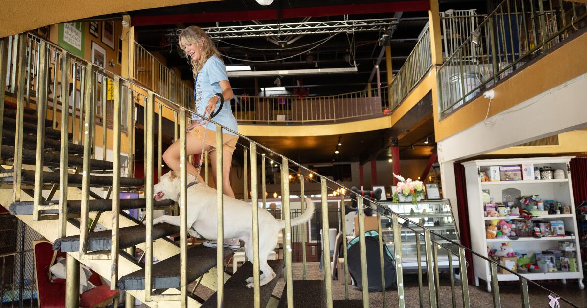 Les raids de glace quittent des chats et des chiens de LA