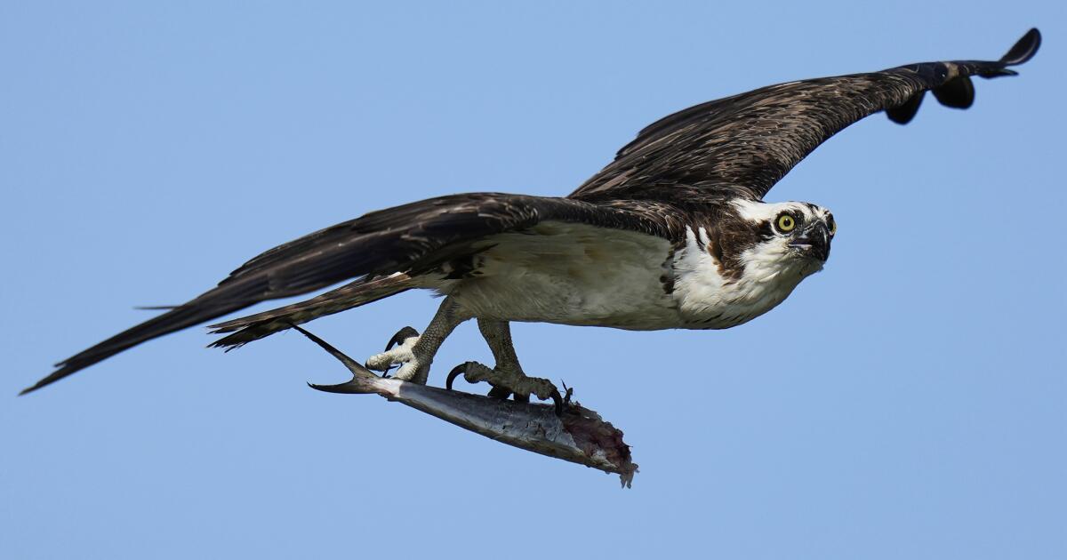 Osprey est revenu du bord une fois. Maintenant, les poussins meurent dans des nids