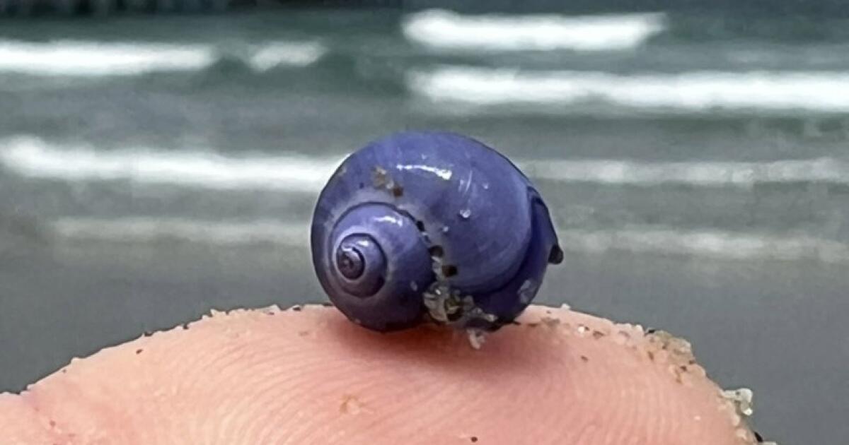 Un escargot de mer violet rare lavé à terre sur la plage du sud de la Californie