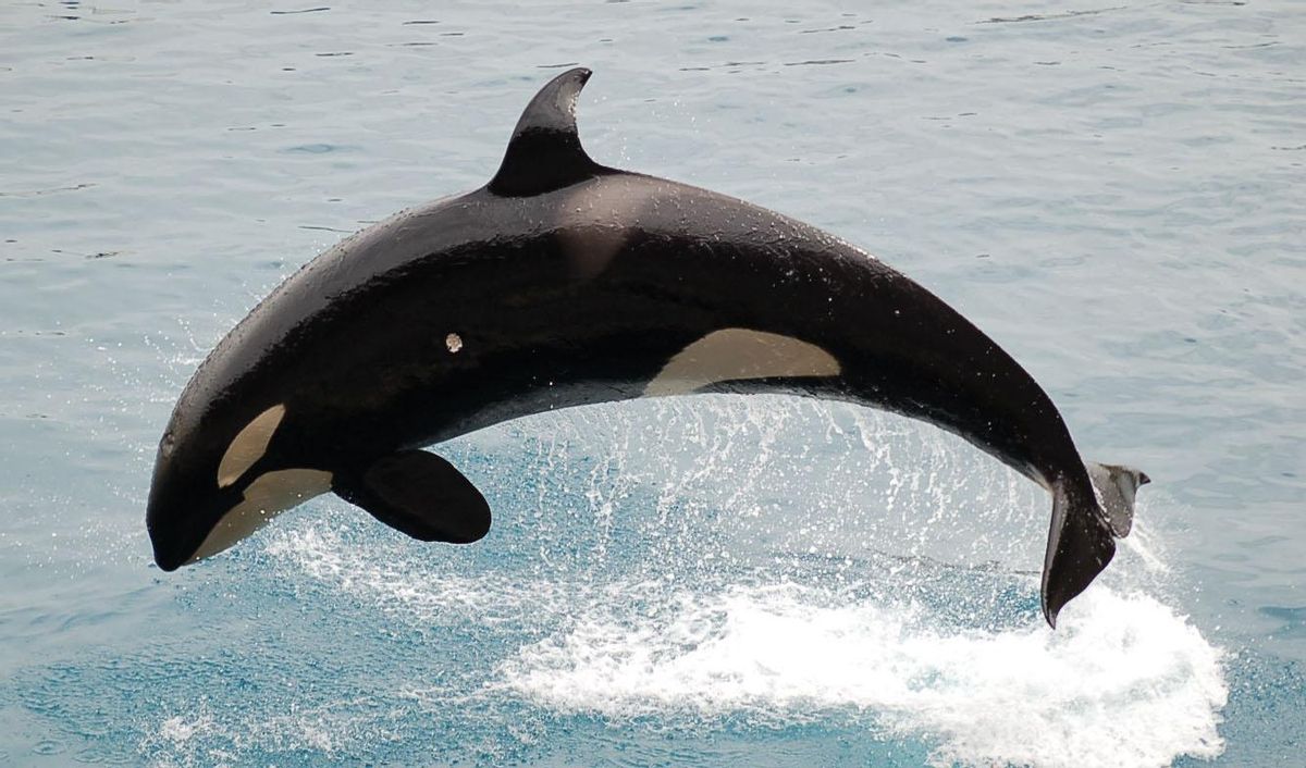 Orca Salando.