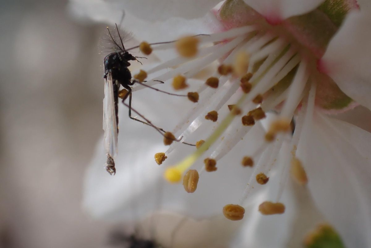 Macho de Chironomidae, Utilizado en el estudio.