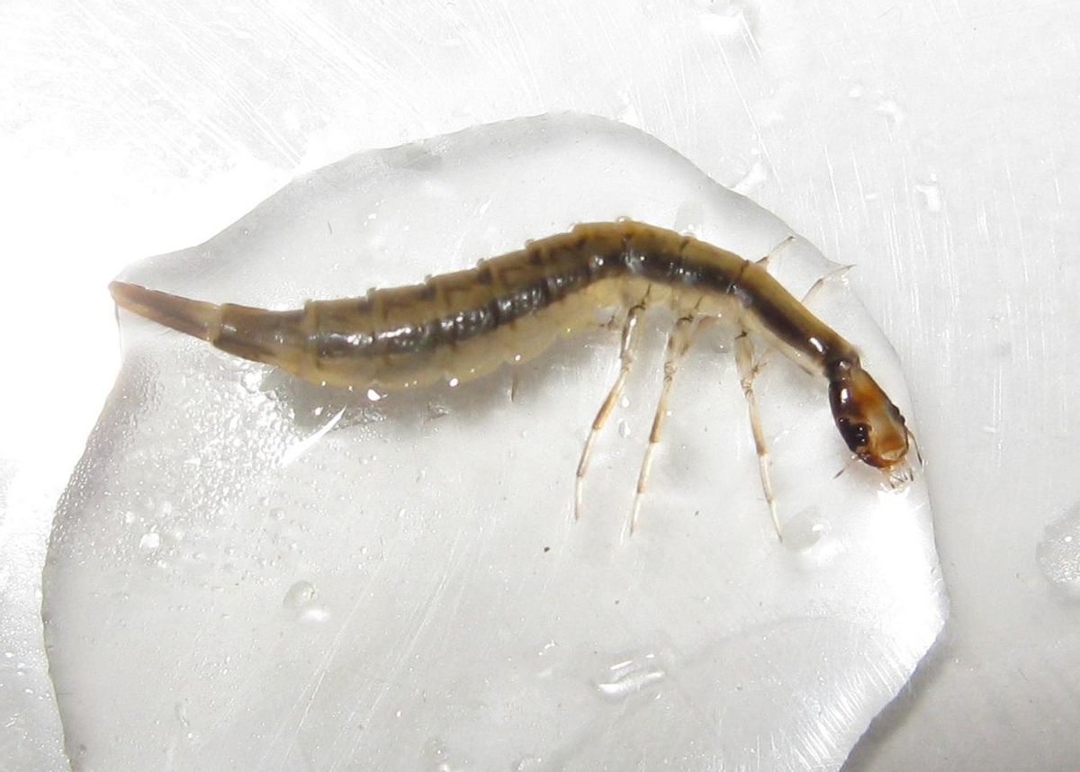 Larve de Escarabajo Acuático.