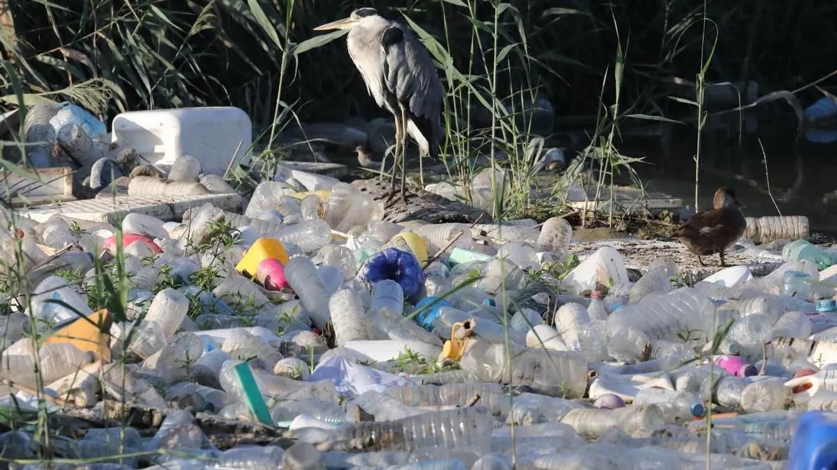 Una Garza Real Posada sobre los résiduos acumullados en la Desembocadura del río en gardamar (Alicante).