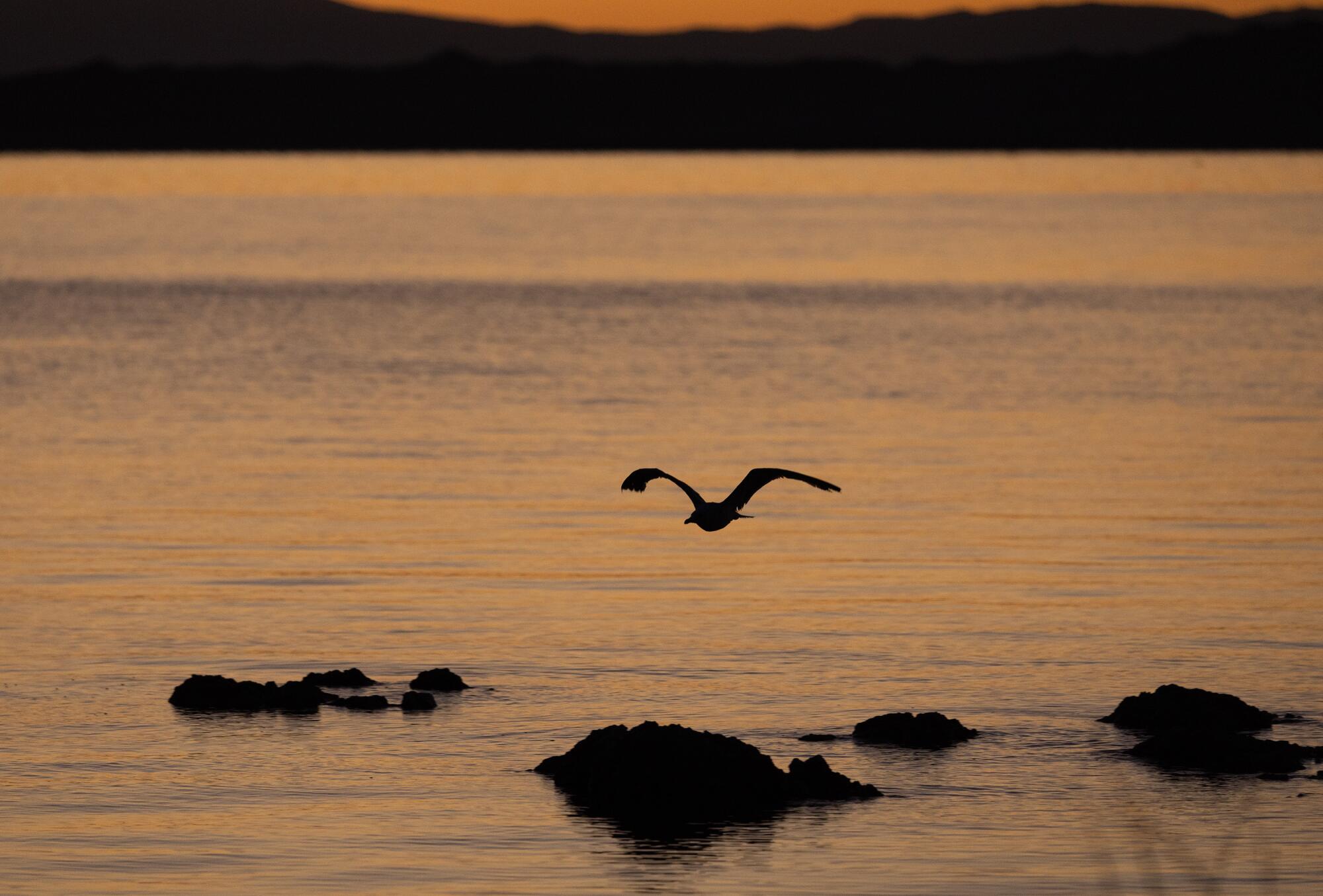 Un mouette californienne vole sur l'eau à Mono Lake.
