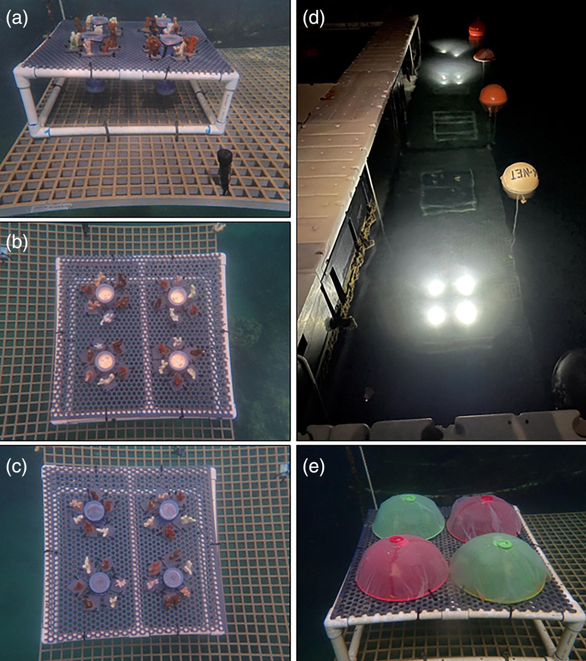 (a) Las Ramas de Coral Montipora Capitata y Porites Compressa Sometridos A Estrés Térmico ya Temperatura Ambient Se Instalaron en Un Bastidor Suspendido en El Instituto de Biología Marina de Hawái Con (B) Uzela O (C) Carcasas de Control De Uzela en Blanco. (d) Uzela se programme - para que se lecenendiera cada noche Durante 1 h. (e) Después de 10 días, se colocaron cubeertas de malla sobre los corales Durante el día para limitar la alimentación y garanti que los corales tuvieran los intestinos vacíos. Las Cubiertas de Malla Se quitaron antes de que se Encendieran los Uzela.