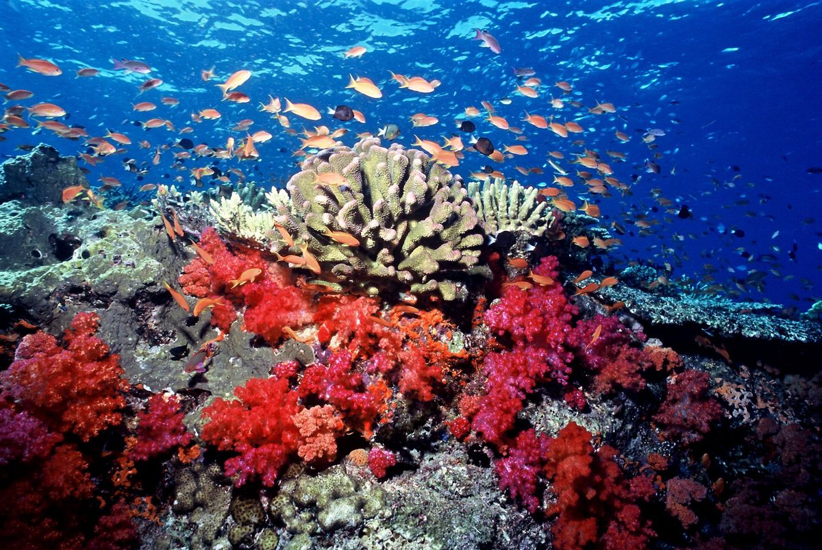 Arrecife de Coral en Fidji.
