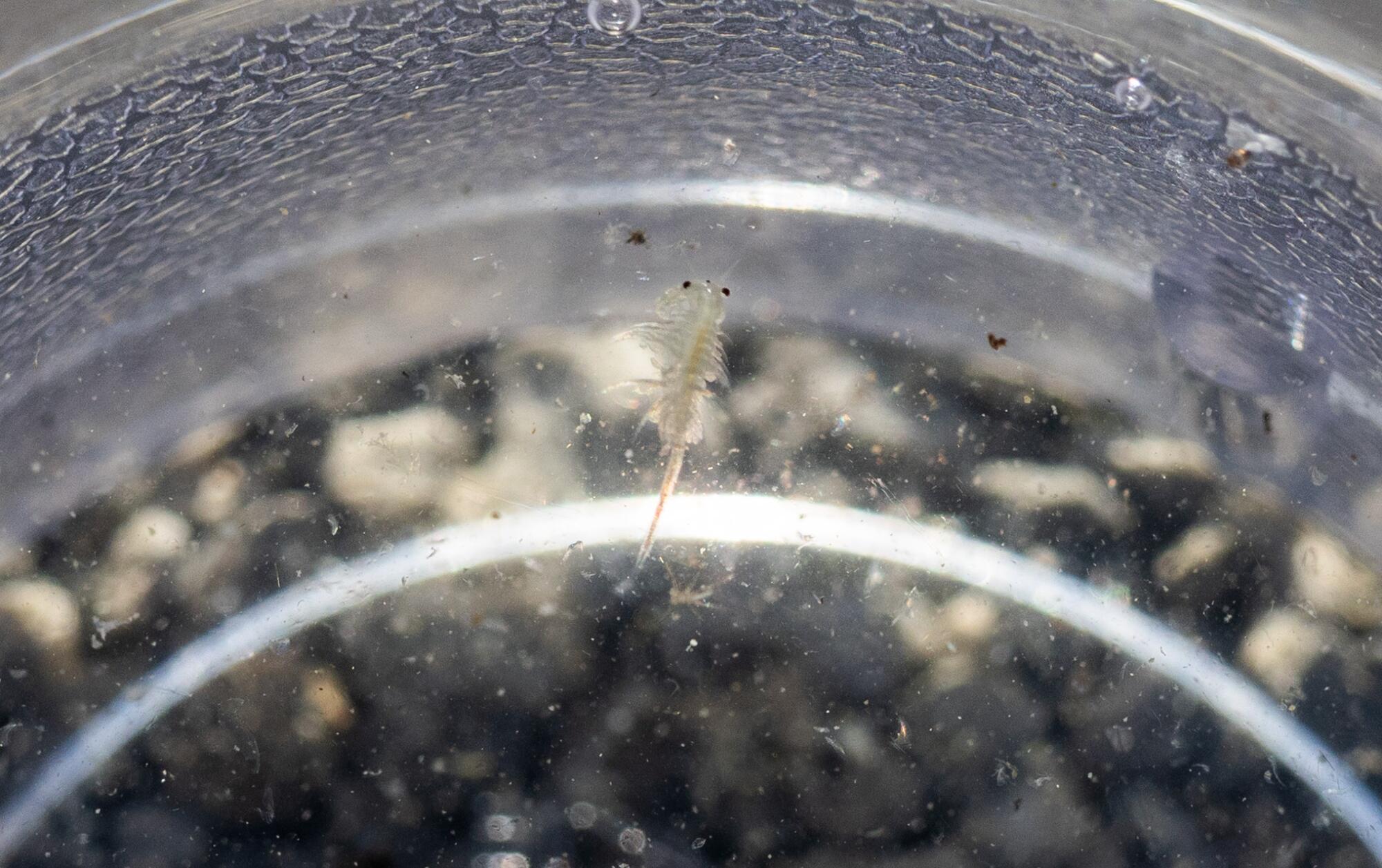 Il y a environ 4 à 6 billions de crevettes de saumure dans le lac Mono.
