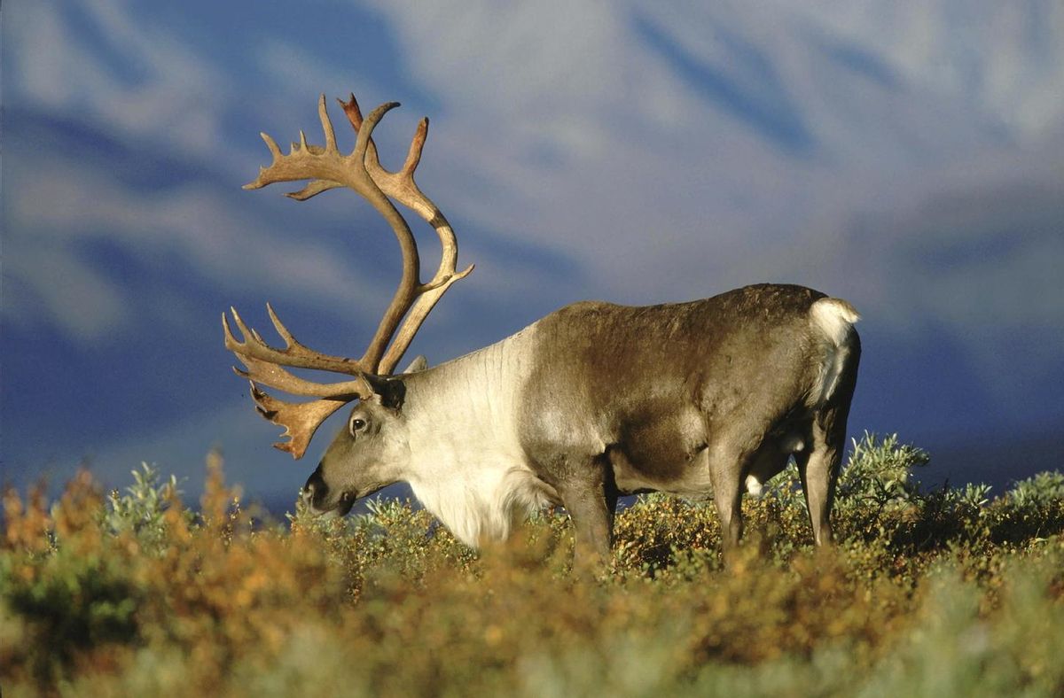 Un eJemplar de Reno Europeo en su Medio naturel