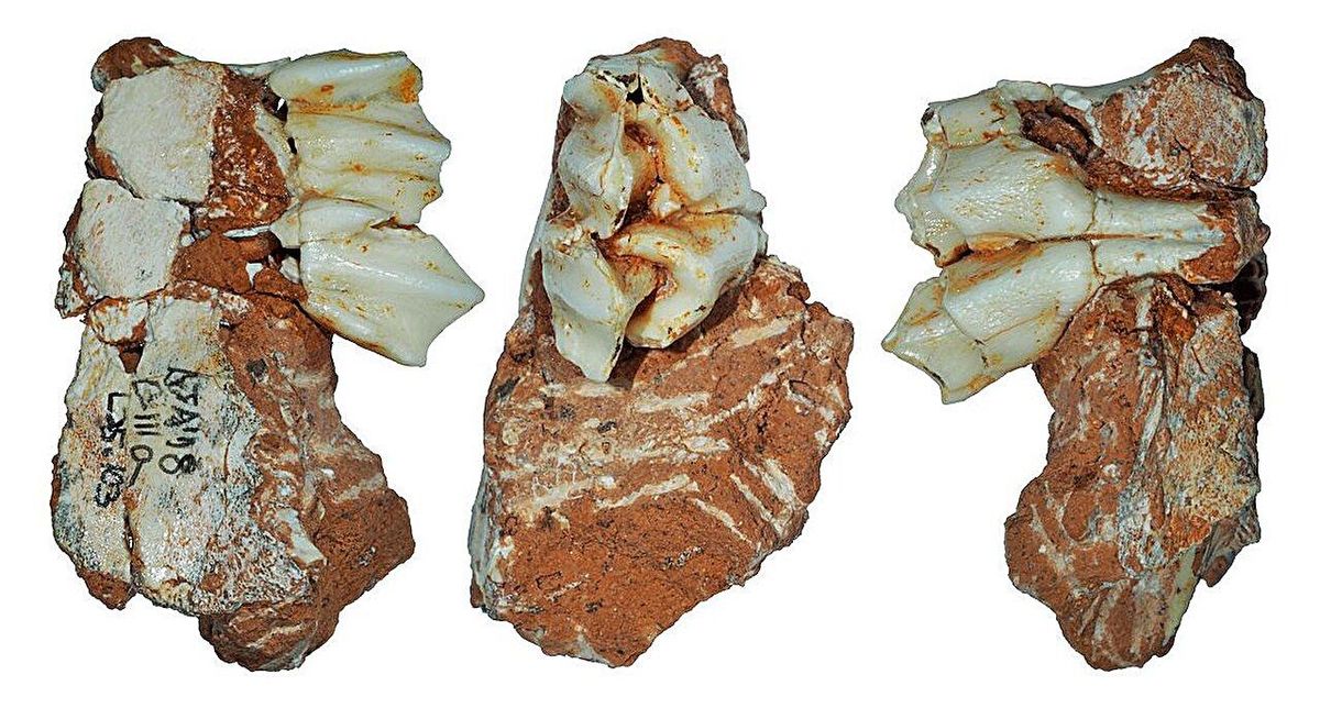 Restos fósiles Recoperados en atapuerca