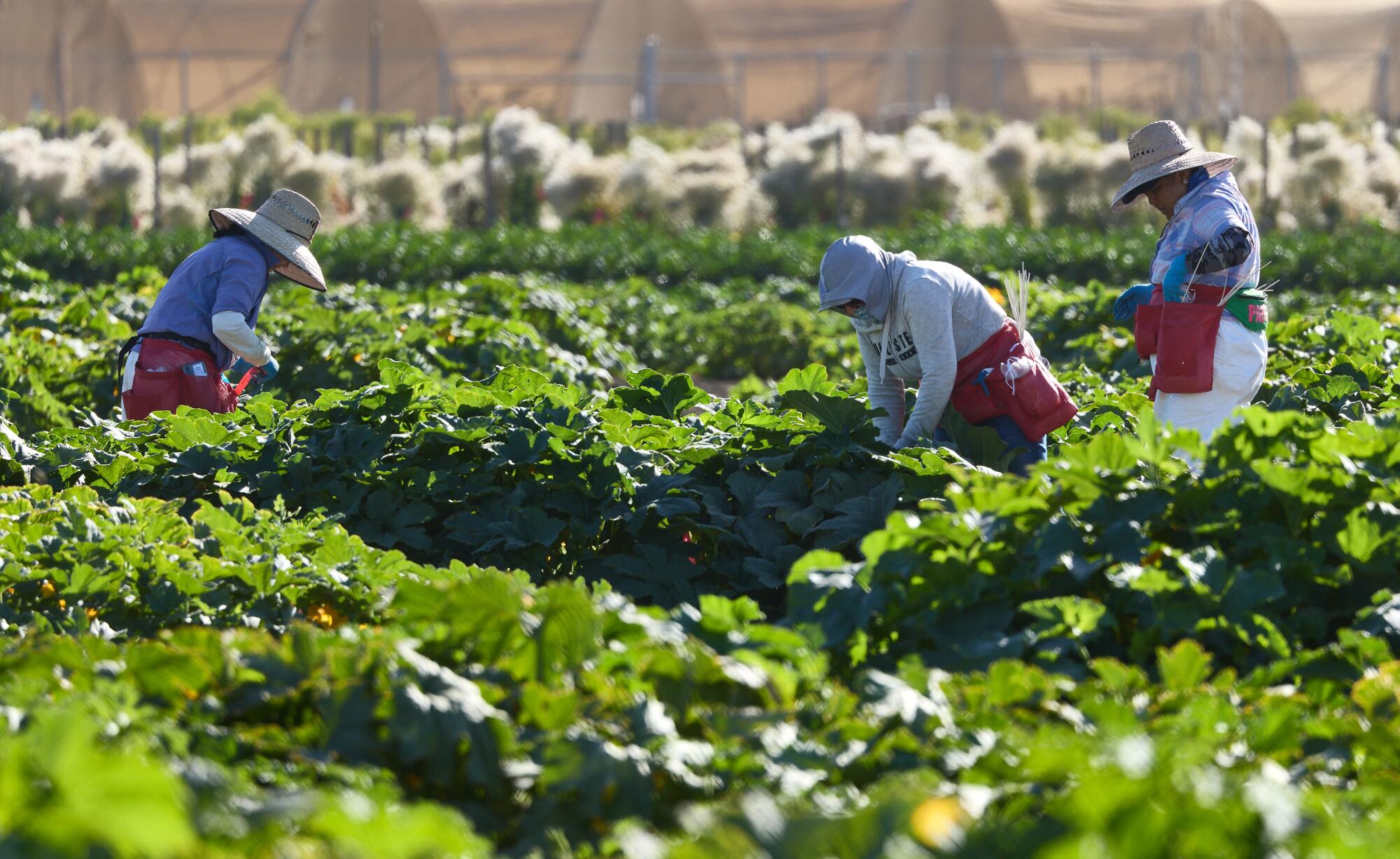 Les travailleurs agricoles maintiennent des plantes de courges qui poussent dans une ferme vendredi dans les bois.